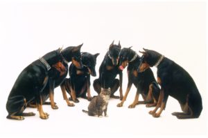 doberman, Pinscher, Dog, Dogs, Cat