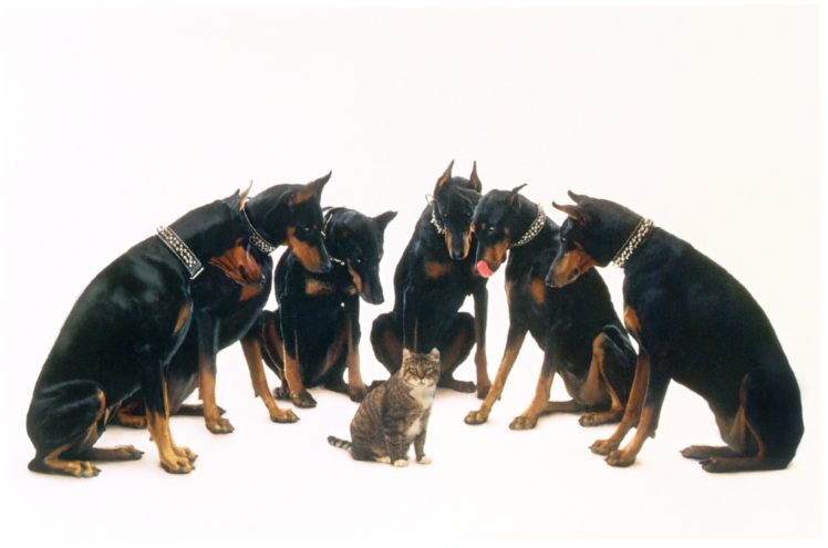doberman, Pinscher, Dog, Dogs, Cat HD Wallpaper Desktop Background