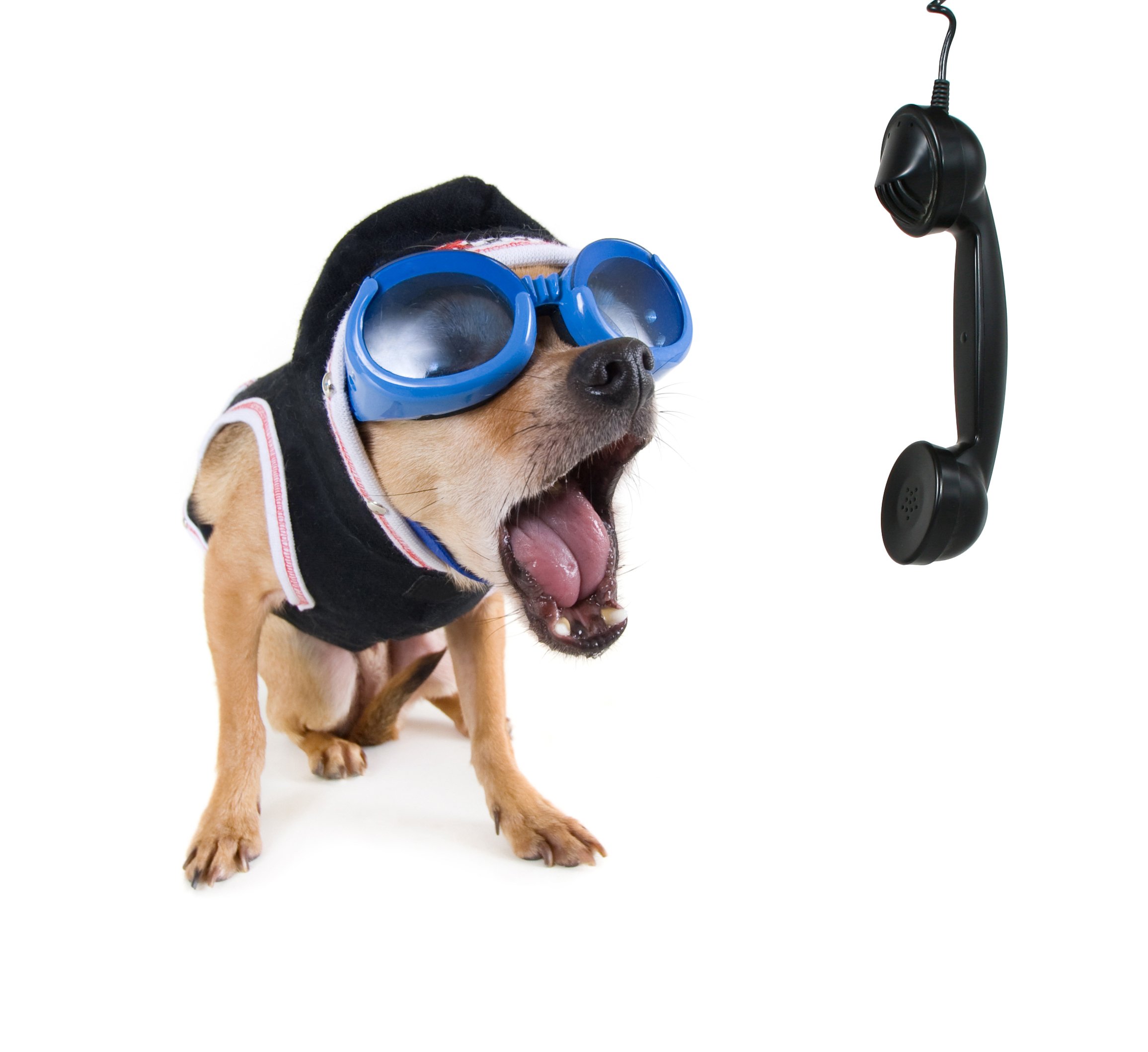 chihuahua, Dog, Dogs Wallpaper