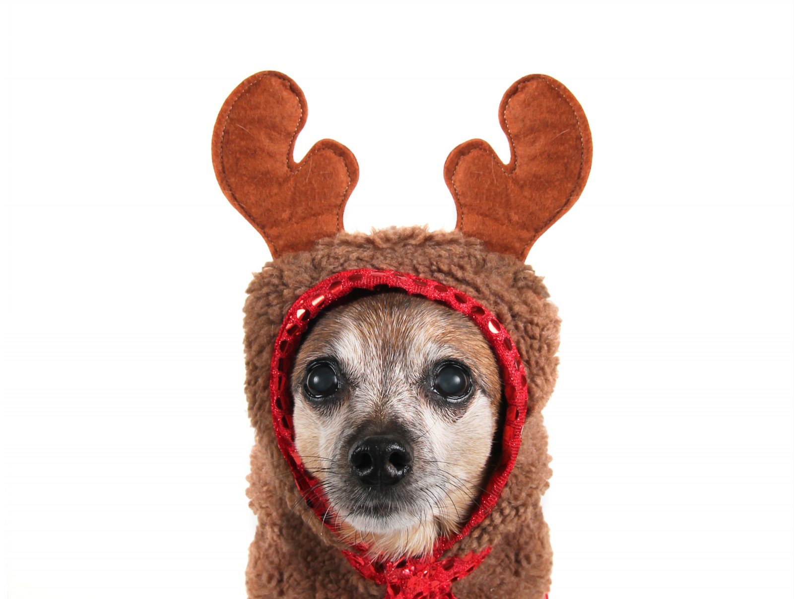 chihuahua, Dog, Dogs Wallpaper