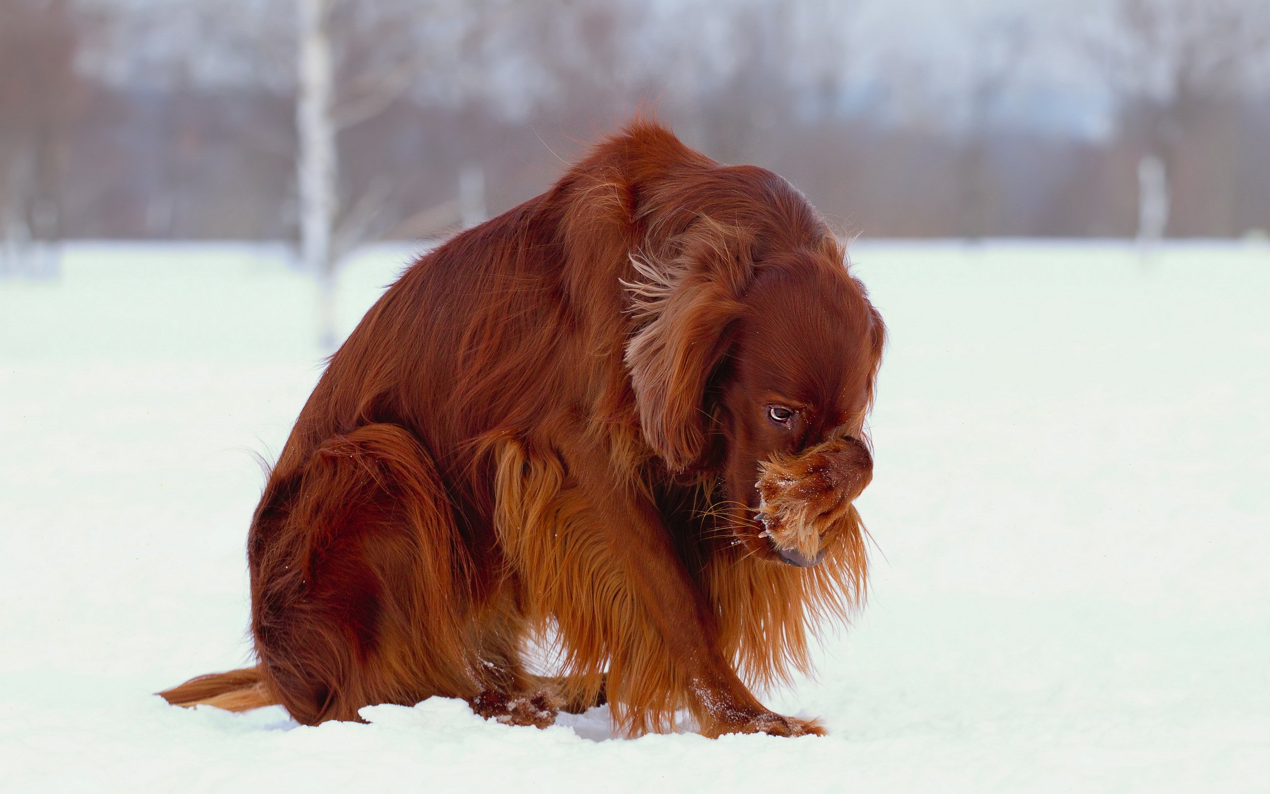 irish, Setter, Dog, Dogs Wallpaper