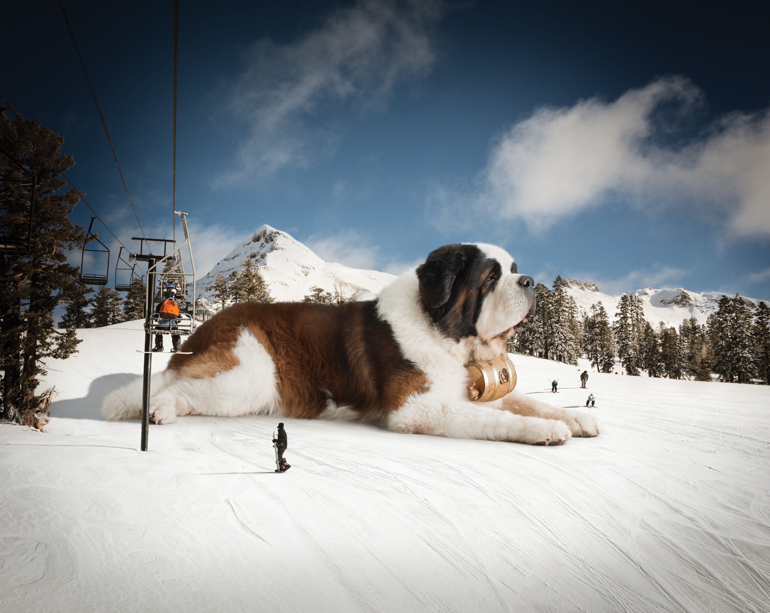 st, Bernard, Dog, Dogs Wallpaper