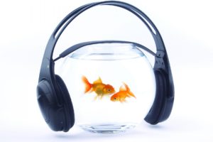 fish, Gold, Aquarium, Water, Headphones, Music, Goldfish, Humor