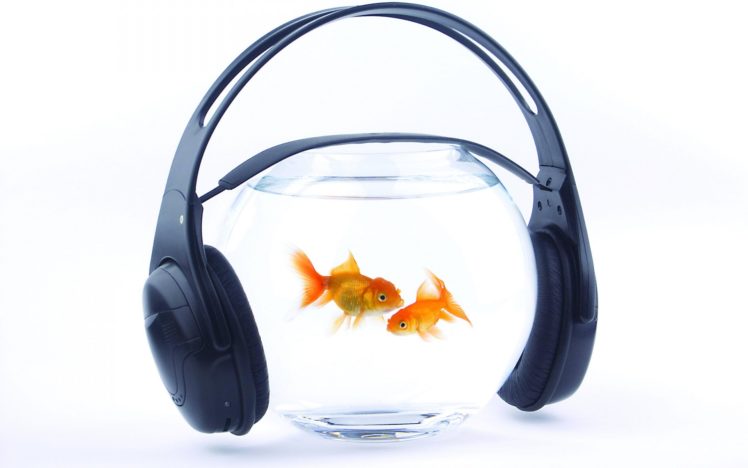 fish, Gold, Aquarium, Water, Headphones, Music, Goldfish, Humor HD Wallpaper Desktop Background