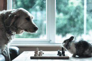 dog, Rabbit, Chess, Situation, Animal, Humor, Funny