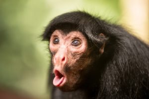 monkeys, Snout, Animals, Monkey, Face, Funny, Humor, Comedy, Tongue