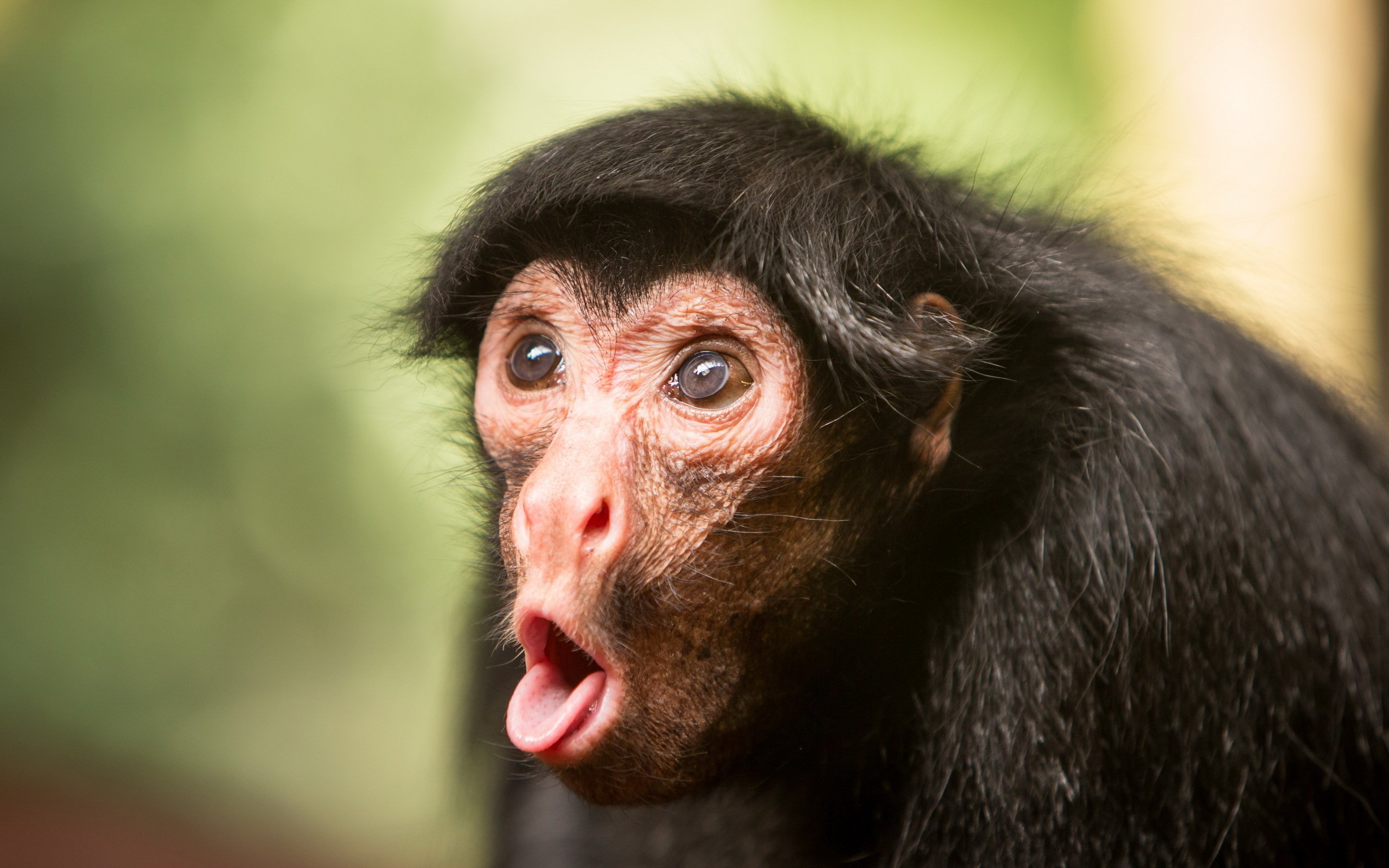 monkeys, Snout, Animals, Monkey, Face, Funny, Humor, Comedy, Tongue Wallpaper