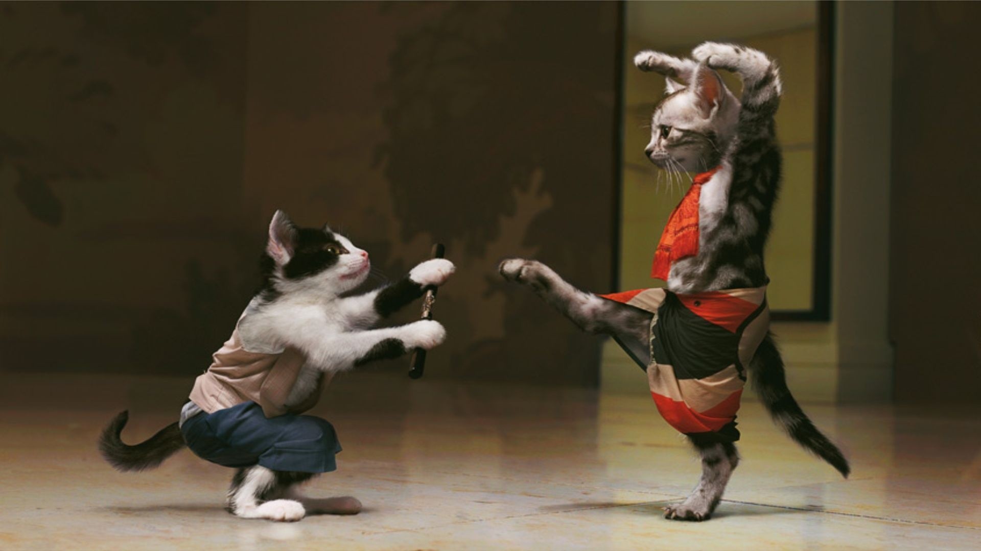 cats, Animals, Mimi, Kung, Fu Wallpaper