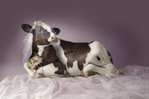 cow, Bride, Humor, Wedding