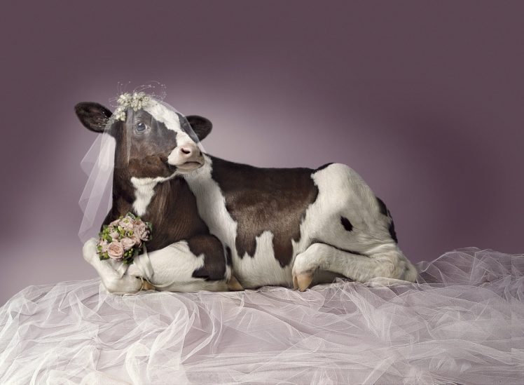 cow, Bride, Humor, Wedding HD Wallpaper Desktop Background