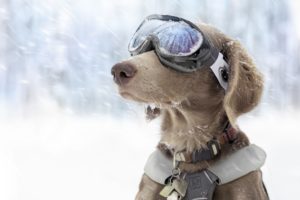 dog, Snow, Sport, Winter, Glasses