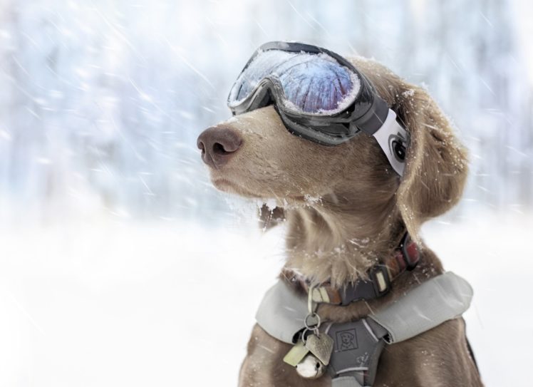 dog, Snow, Sport, Winter, Glasses HD Wallpaper Desktop Background