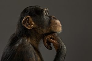 monkey, Chimpanzee, Think