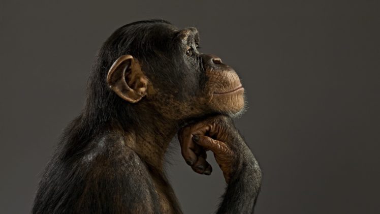 monkey, Chimpanzee, Think HD Wallpaper Desktop Background