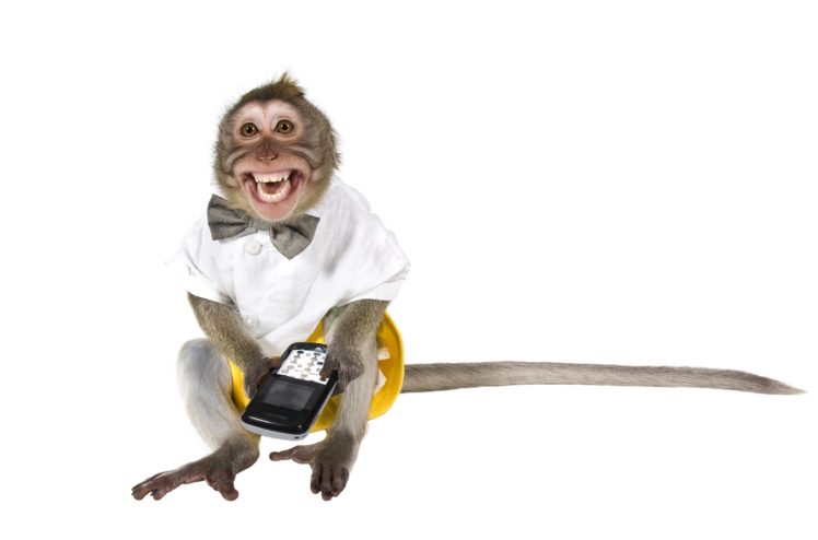 monkey, Telephone, Animals HD Wallpaper Desktop Background