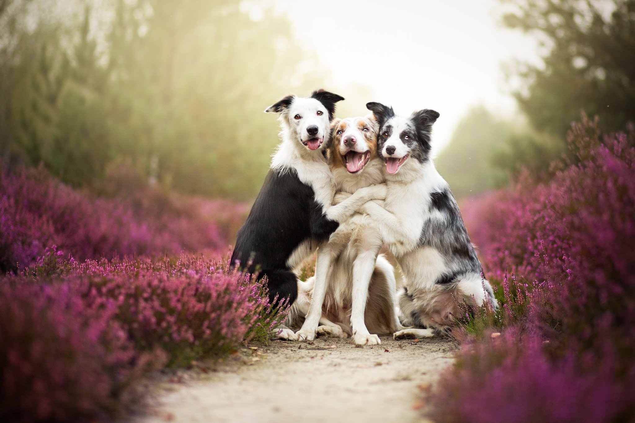 dog, Humor, Funny, Mood, Hug, Love Wallpaper