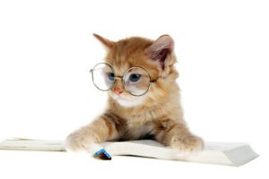 cats, Kitten, Glasses, Book, Animals, Baby
