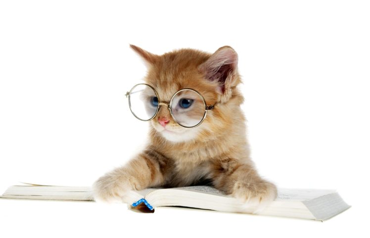 cats, Kitten, Glasses, Book, Animals, Baby HD Wallpaper Desktop Background
