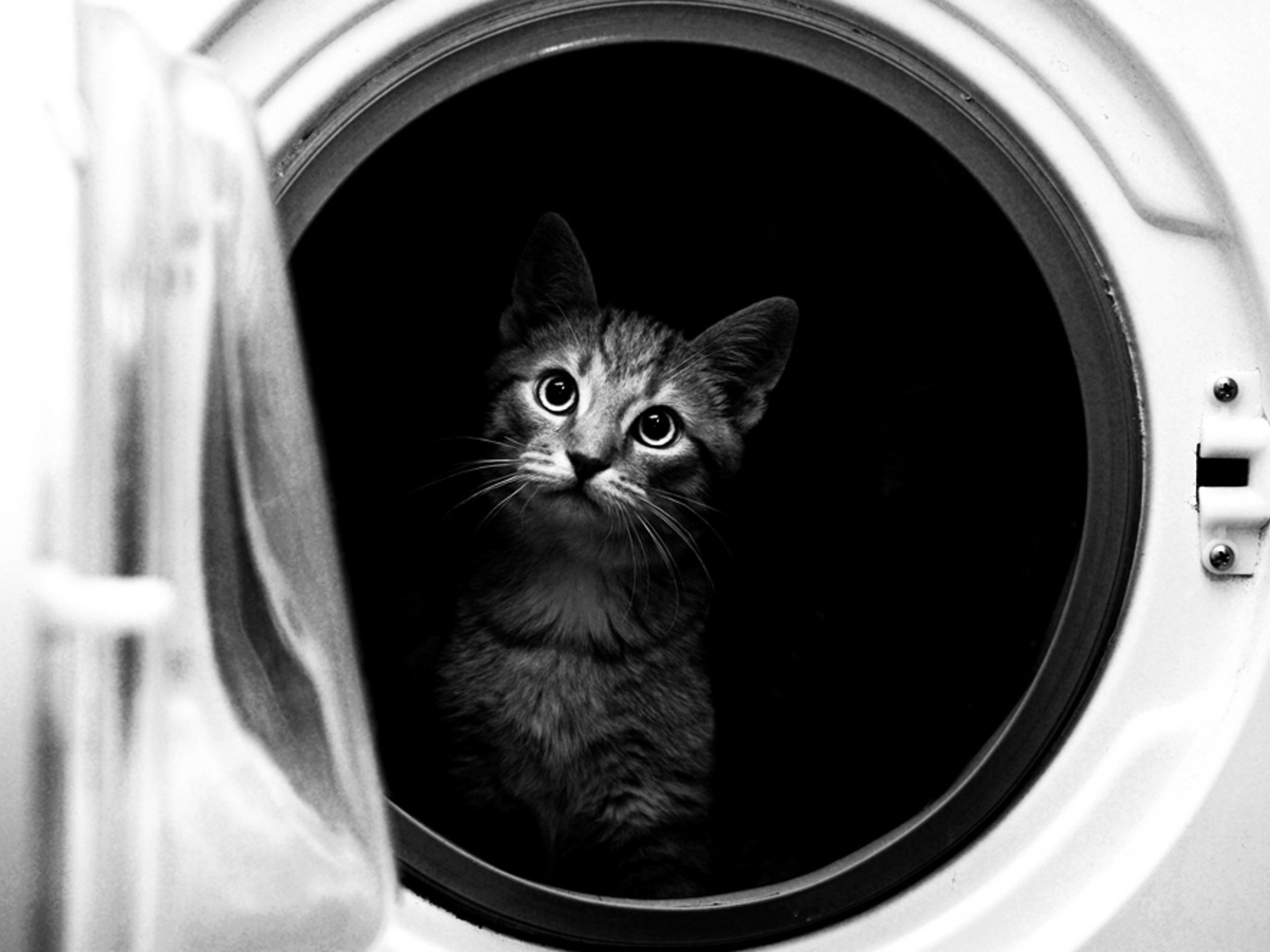 cat, Animals, Washing, Machine, Situation, Funny, Black, And, White, Photo Wallpaper