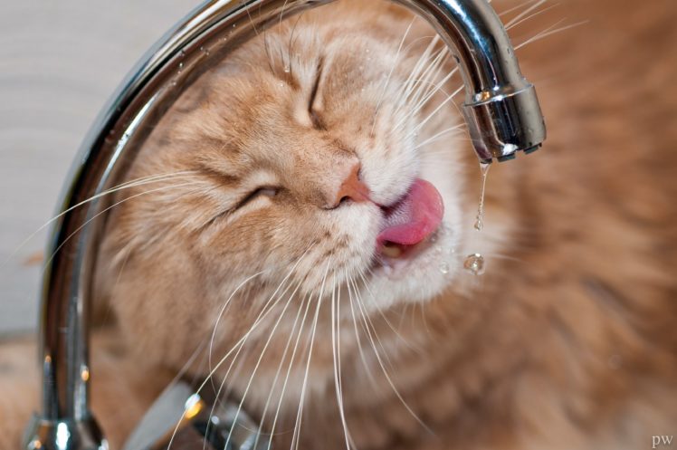 maine, Coon, Cat, Cat, Kote, Face, Thirst, Tap, Water, Drops HD Wallpaper Desktop Background