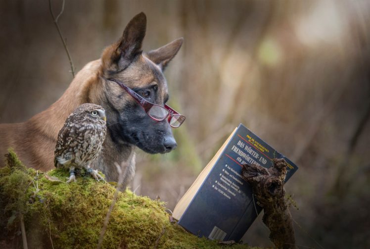 situation, Funny, Dog, Owl, Animals, Book, Reading, Friends, Glasses HD Wallpaper Desktop Background