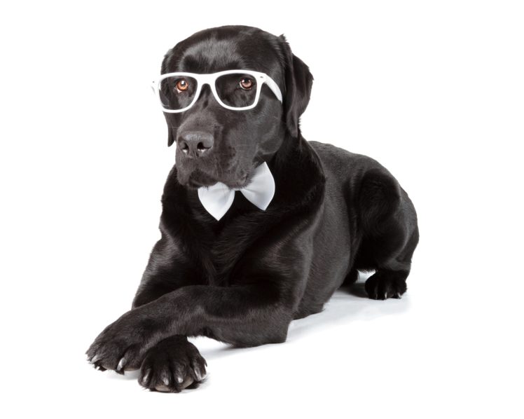 dogs, Black, Glasses, Retriever, Animals HD Wallpaper Desktop Background