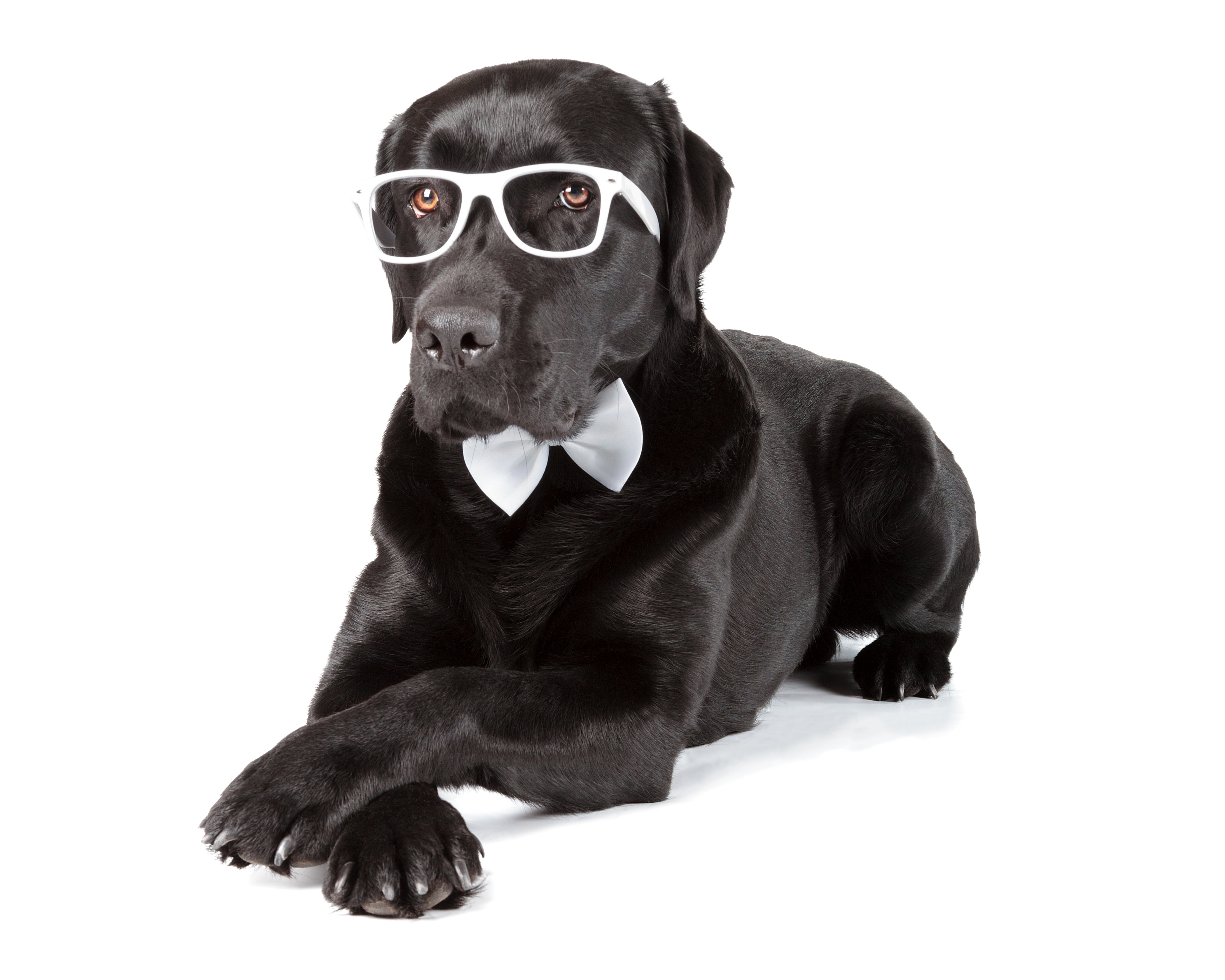 what do black glasses do for dogs