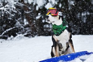 dog, Snow, Winter, Sled, Glasses, Humor, Funny