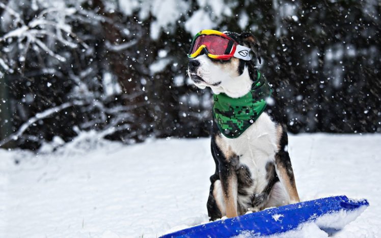 dog, Snow, Winter, Sled, Glasses, Humor, Funny HD Wallpaper Desktop Background
