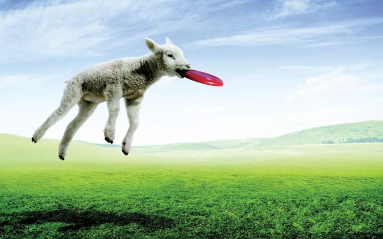 funny, Sheep, Artwork HD Wallpaper Desktop Background