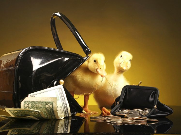ducks, Money HD Wallpaper Desktop Background