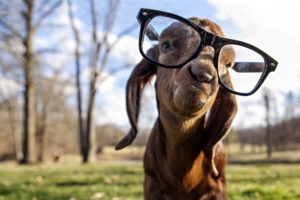 goat, Glasses, Animals