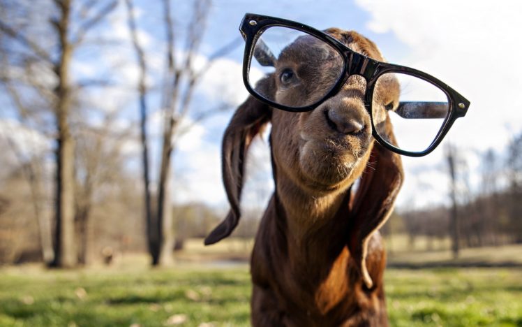 goat, Glasses, Animals HD Wallpaper Desktop Background