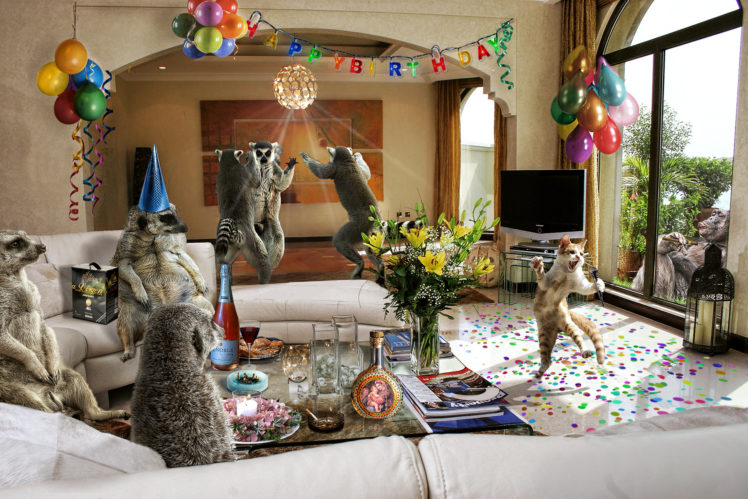 funny, Celebration, Humor, Animals, Cats, Music HD Wallpaper Desktop Background