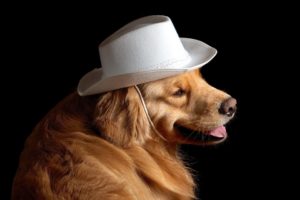 dog, Hat, Friend