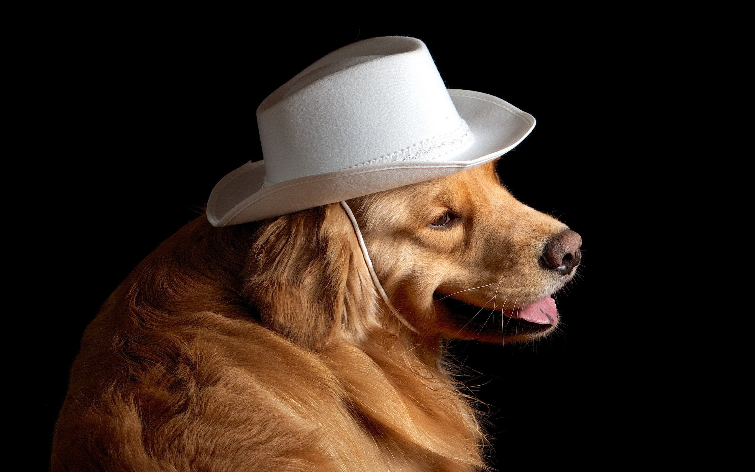 dog, Hat, Friend Wallpapers HD / Desktop and Mobile Backgrounds