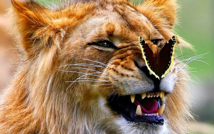 lion, Butterfly HD Wallpaper Desktop Background