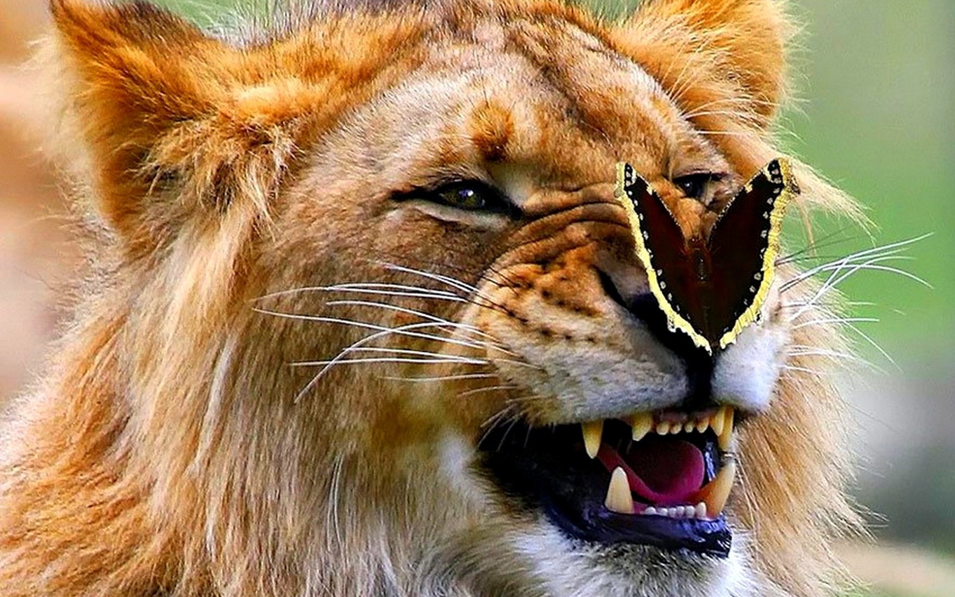 lion, Butterfly Wallpaper