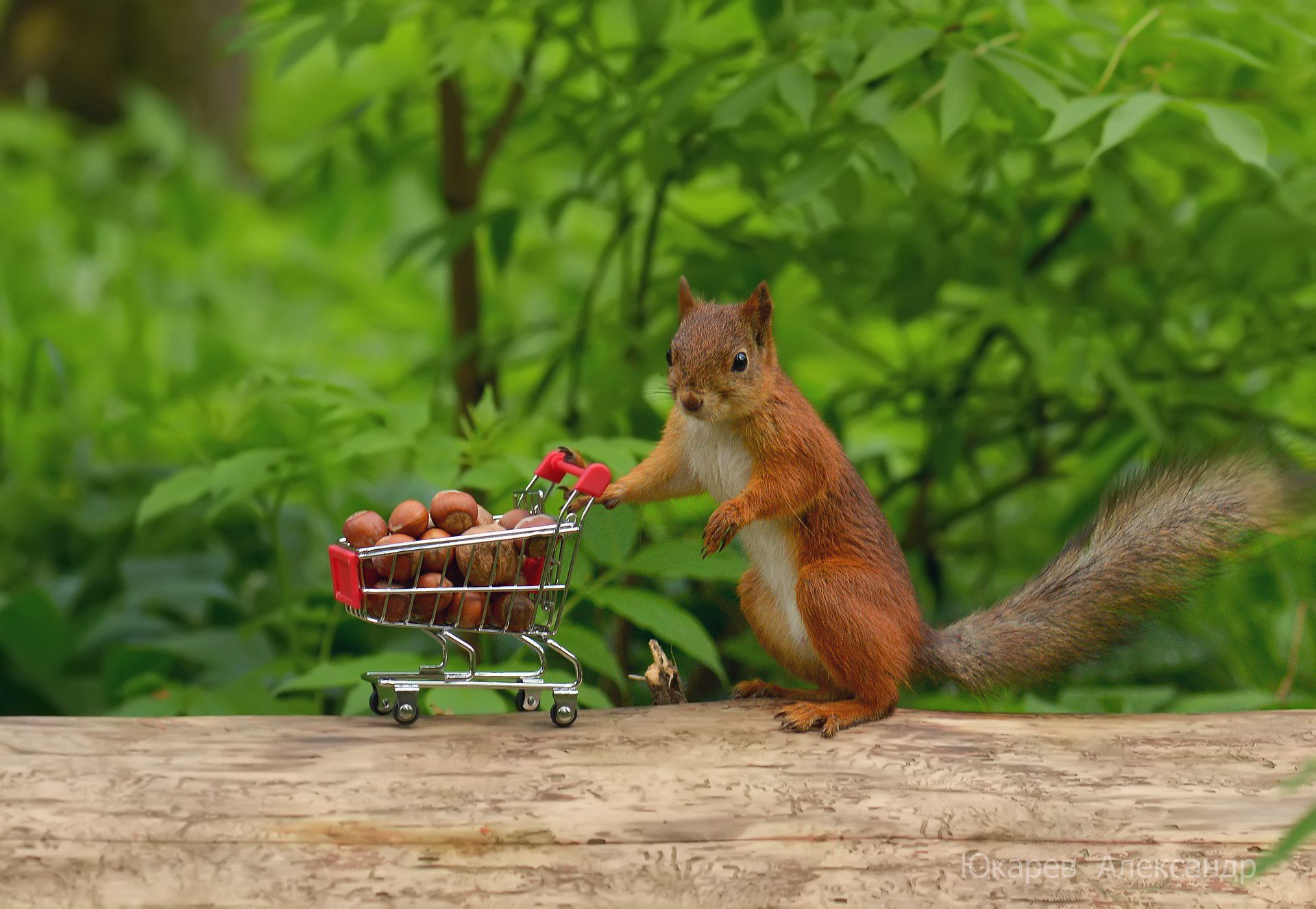 squirrel, Humor, Funny Wallpapers HD / Desktop and Mobile ...