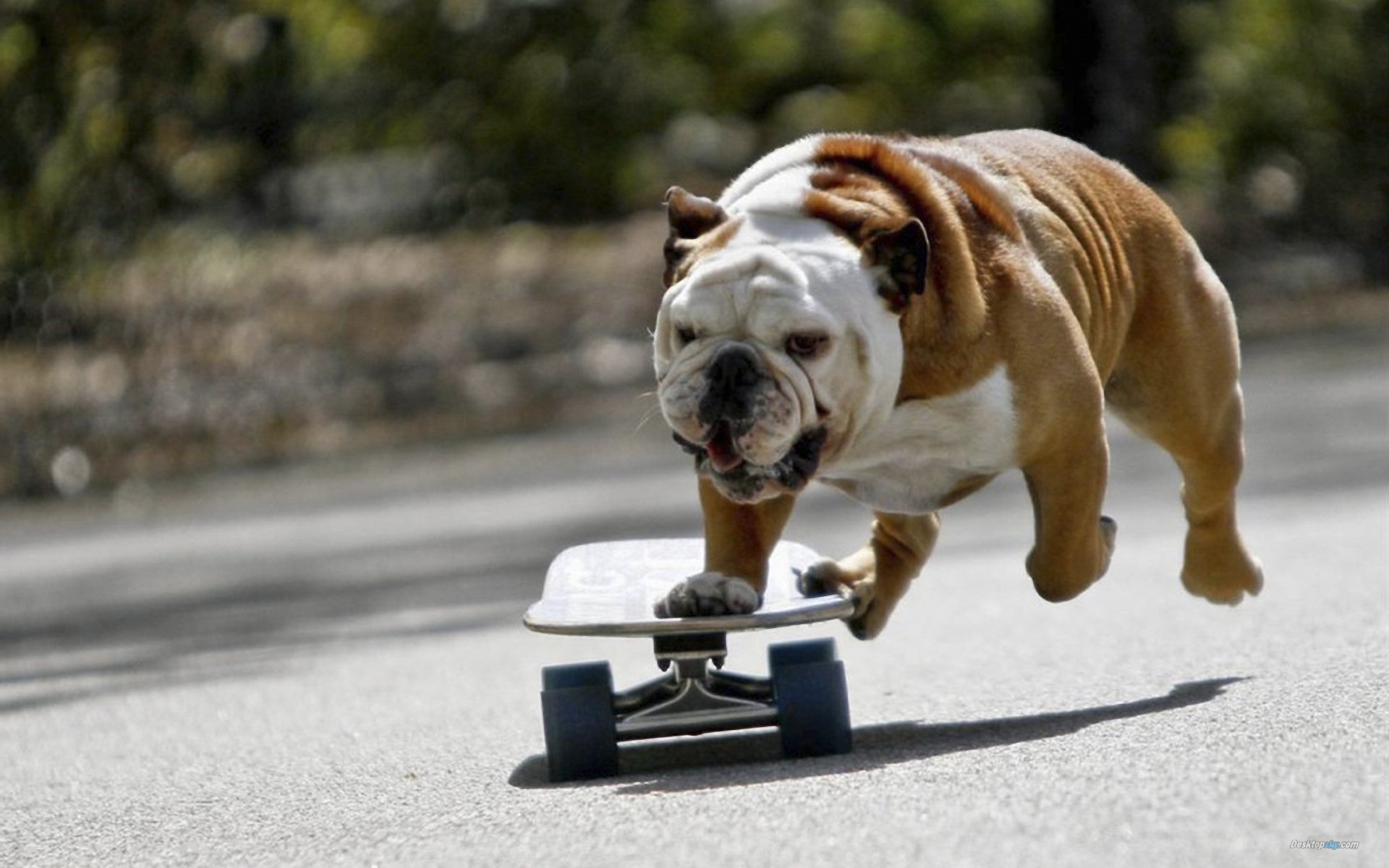 bulldog, Dog, Dogs, Canine Wallpaper