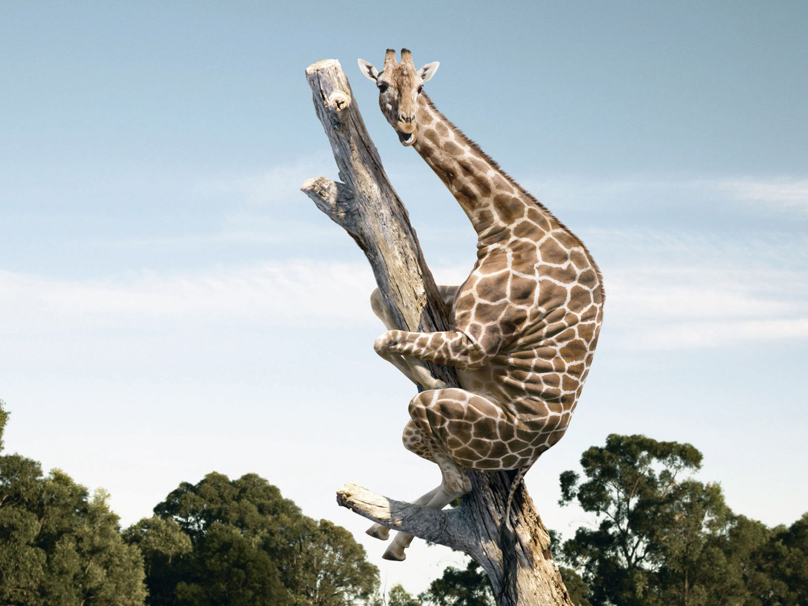 funny, Giraffe, Animals, Animal Wallpapers HD / Desktop and Mobile Backgrou...