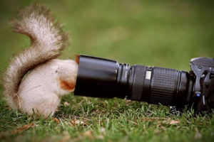 squirrel, Humor, Funny, Camera, Lens