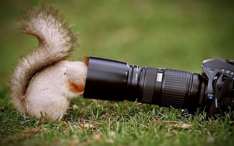 squirrel, Humor, Funny, Camera, Lens HD Wallpaper Desktop Background