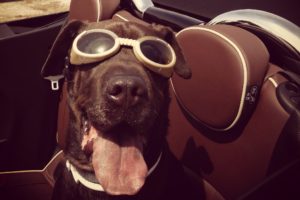 dogs, Glasses, Snout, Animals, Glasses, Humor, Funny