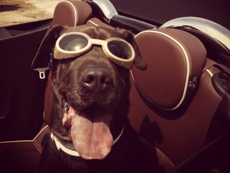 dogs, Glasses, Snout, Animals, Glasses, Humor, Funny HD Wallpaper Desktop Background