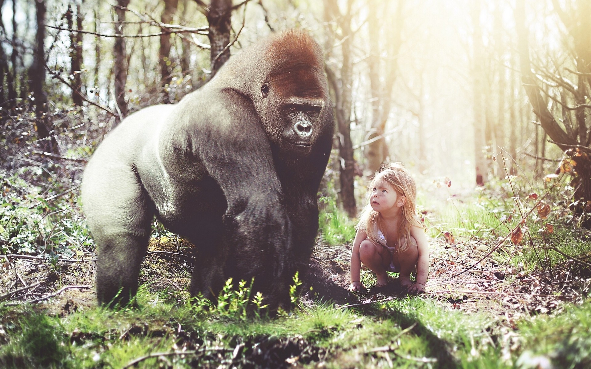 gorilla, Girl, Monkey, Forest, Situation, Girls, Humor, Funny, Cute Wallpaper