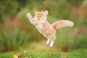 ginger, Cat, Cat, Red, Fluffy, Jump