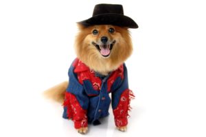 dogs, Spitz, Cowboy, Uniform, Hat, Animals