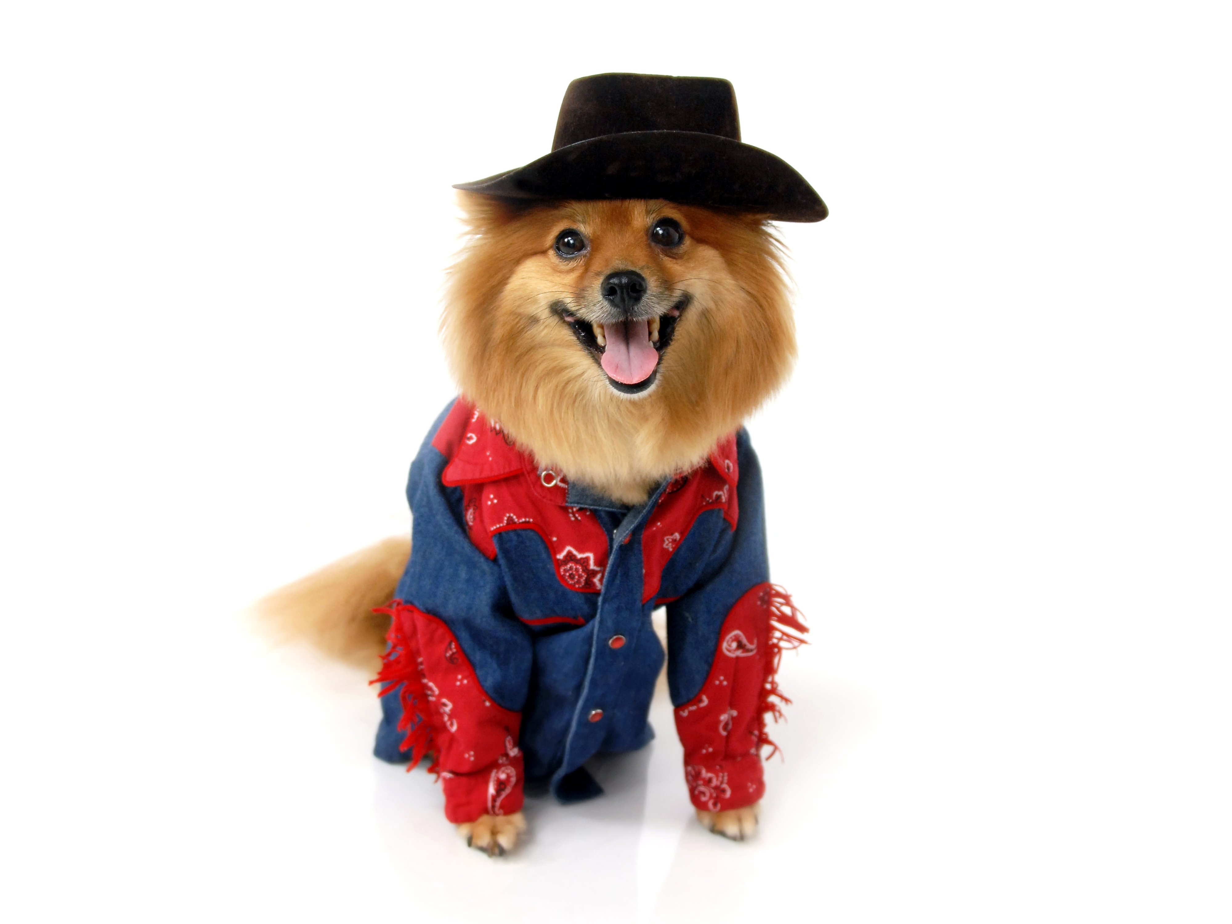 dogs, Spitz, Cowboy, Uniform, Hat, Animals Wallpaper