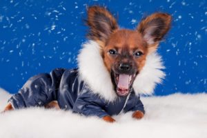 dogs, Winter, Chihuahua, Uniform, Animals